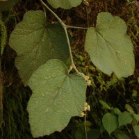 Rubus fairholmianus Gardner